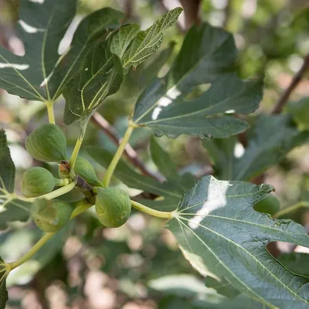 Ivo Prgomet Apartament